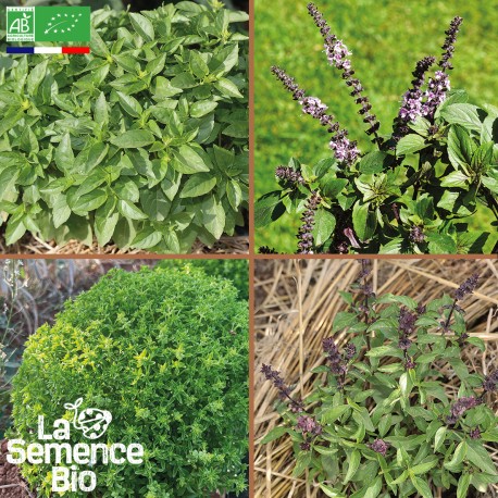 4 BASILICS EN MÉLANGE - Graines BIO | La Semence Bio | Graines et Bio