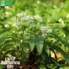 AIL DES OURS - Graines BIO | La Semence Bio | Graines et Bio