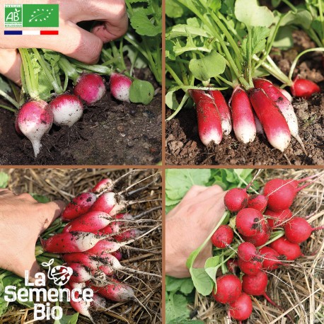 RADIS EN MÉLANGE - Graines BIO | La Semence Bio | Graines et Bio