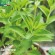 STEVIA - Graines BIO