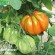TOMATE ALBENGA Rouge ou LIGURIA - Graines BIO