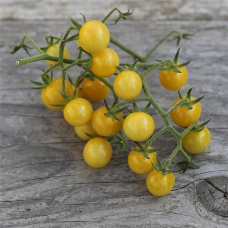 TOMATE CERISE Bulle - Graines non traitées | Ferme de Sainte Marthe | Graines et Bio