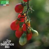 TOMATES CERISES EN MÉLANGE - Graines BIO | La Semence Bio | Graines et Bio