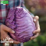 🥦 Graines de CHOU et BROCOLI - CHOU CABUS ROUGE Kalibos - Graines BIO