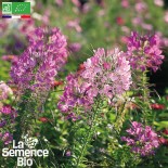 🌸 Graines FLEURS COMESTIBLES - CLÉOME - Graines BIO