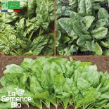 ÉPINARDS EN MÉLANGE - Graines BIO | La Semence Bio | Graines et Bio