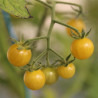 TOMATE CERISE Bulle - Graines non traitées | Ferme de Sainte Marthe | Graines et Bio