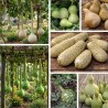 GOURDES ou CALEBASSES en Mélange- Graines BIO | KOKOPELLI | Graines et Bio