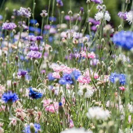 BLEUETS en Mélange de Couleurs- Graines BIO | KOKOPELLI | Graines et Bio