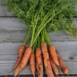 CAROTTE BERLICUM 2 - Graines BIO | Ferme de Sainte Marthe | Graines et Bio