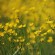 BOUTON D'OR - Graines BIO