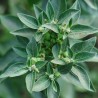 ASHWAGANDHA ou GINSENG INDIEN - Graines BIO | Ferme de Sainte Marthe | Graines et Bio