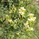 MENTHE NOIRE PERUVIENNE ou HUACATAY - Graines BIO
