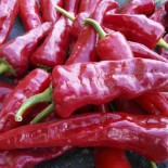 PIMENTS FORTS - DUO Kokopelli - Graines BIO | KOKOPELLI | Graines et Bio
