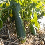 CONCOMBRE LONG VERT ANGLAIS - Graines BIO | KOKOPELLI | Graines et Bio