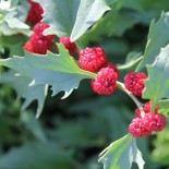 CADEAU ÉPINARD FRAISE - Graines BIO
