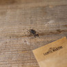 CADEAU ÉPINARD FRAISE - Graines BIO |  | Graines et Bio