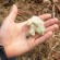 COTON VERT CLAIR Florida Green - Graines BIO