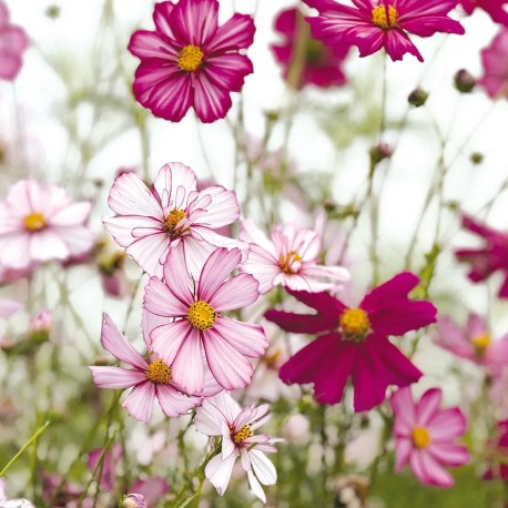 COSMOS Fizzy Rose - Graines BIO | Ferme de Sainte Marthe | Graines et Bio