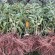 ASHWAGANDHA - Graines BIO