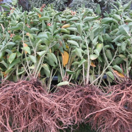 ASHWAGANDHA - Graines BIO | KOKOPELLI | Graines et Bio