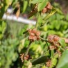 ASHWAGANDHA - Graines BIO | KOKOPELLI | Graines et Bio