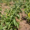 ASHWAGANDHA - Graines BIO | KOKOPELLI | Graines et Bio