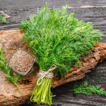 🌿 Graines AROMATIQUES et MEDICINALES - ANETH Greensleeves - Graines BIO