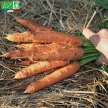 🥕 Graines de CAROTTE - CAROTTE TOUCHON - Graines BIO