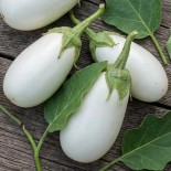 AUBERGINE BLANCHE Casper - Graines BIO
