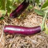 🍆 Graines d'AUBERGINE - AUBERGINE LONGUE VIOLETTE Hâtive - Graines BIO