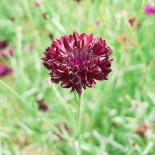 Graines de BLEUET - BLEUET BLACK BALL - Graines BIO