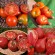 Kokopelli - Lot de 4 TOMATES - Graines BIO