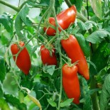 🍅 Graines de TOMATE - TOMATE ANDINE CORNUE - Graines BIO