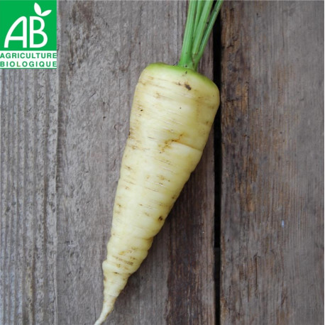 CAROTTE BLANCHE de Kuttingen bio 🥕 Livraison Gratuite