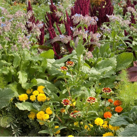 Mélange ANTI-LIMACES - Graines non traitées | Ferme de Sainte Marthe | Graines et Bio
