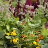 Mélange ANTI-LIMACES - Graines non traitées | Ferme de Sainte Marthe | Graines et Bio