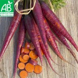 CAROTTE VIOLETTE COSMIC - Graines BIO | Ferme de Sainte Marthe | Graines et Bio