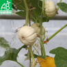 MINI COURGE Baby Boo - Graines BIO | Ferme de Sainte Marthe | Graines et Bio
