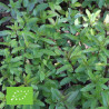 MENTHE POIVRÉE - Graines BIO | Ferme de Sainte Marthe | Graines et Bio