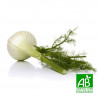 FENOUIL ROMANESCO - Graines BIO | Ferme de Sainte Marthe | Graines et Bio