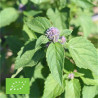 AGASTACHE RUGOSA - Graines BIO | Ferme de Sainte Marthe | Graines et Bio