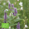 AGASTACHE RUGOSA - Graines BIO | Ferme de Sainte Marthe | Graines et Bio