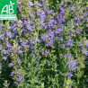 HYSOPE - Graines BIO | Ferme de Sainte Marthe | Graines et Bio