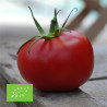 TOMATE ROSE DE BERNE - Graines BIO | Ferme de Sainte Marthe | Graines et Bio