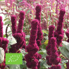 AMARANTE ROUGE - Graines BIO | Ferme de Sainte Marthe | Graines et Bio