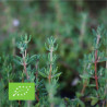 THYM - Graines BIO | Ferme de Sainte Marthe | Graines et Bio