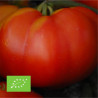 Tomate Marmande Bio