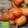 CAROTTE RONDE GRELOT "Marché de Paris" - Graines BIO | Ferme de Sainte Marthe | Graines et Bio
