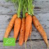 CAROTTES en Mélange: 4 VARIÉTÉS - Graines BIO | Ferme de Sainte Marthe | Graines et Bio